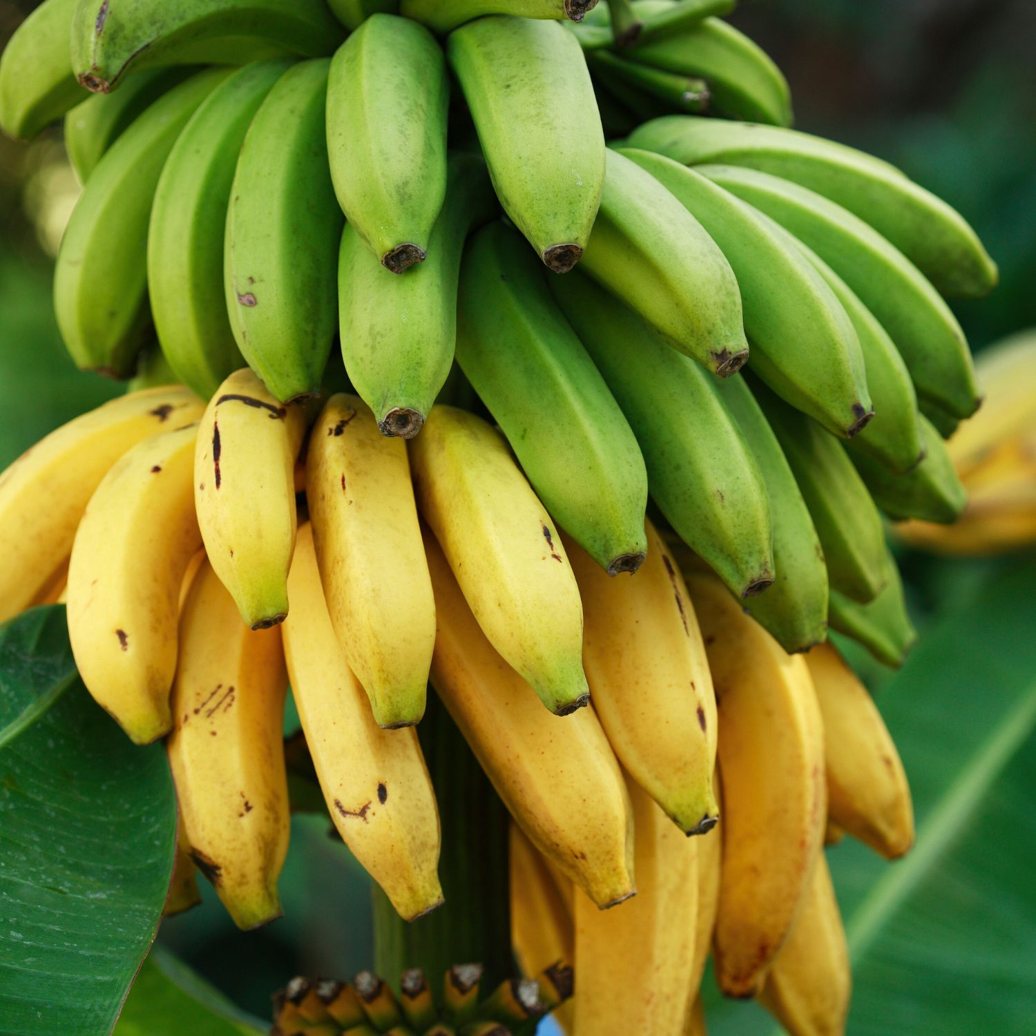 Ecuadorian Bananas