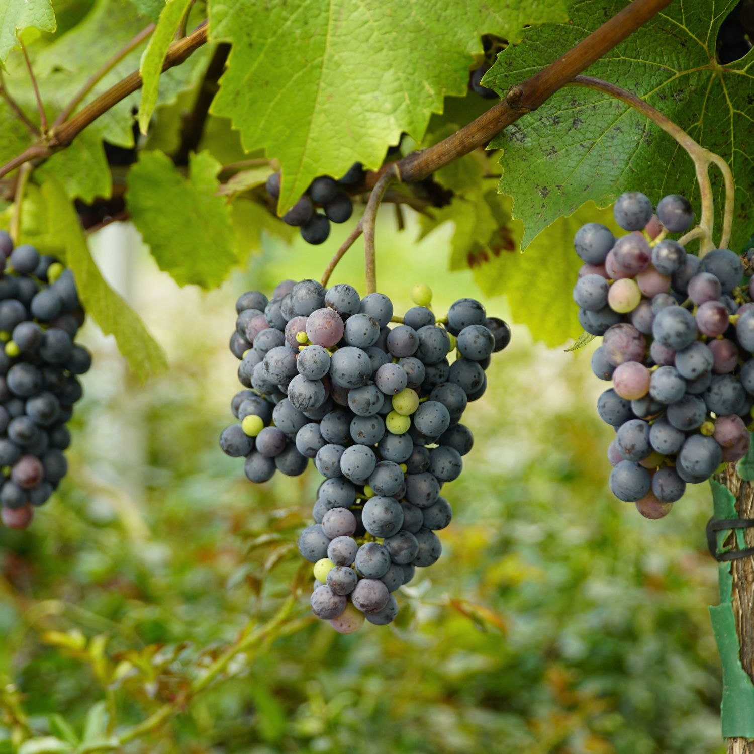 Grapes