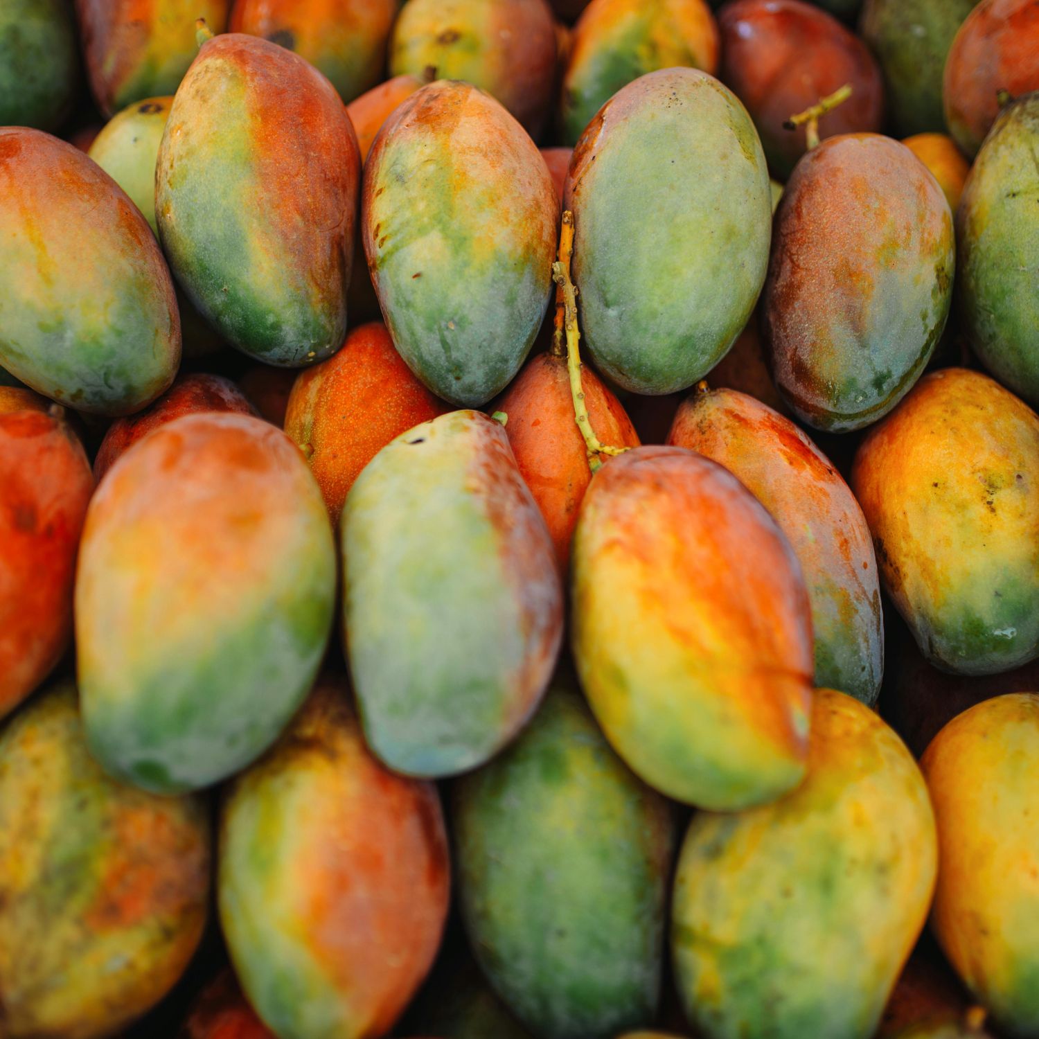 Mangoes