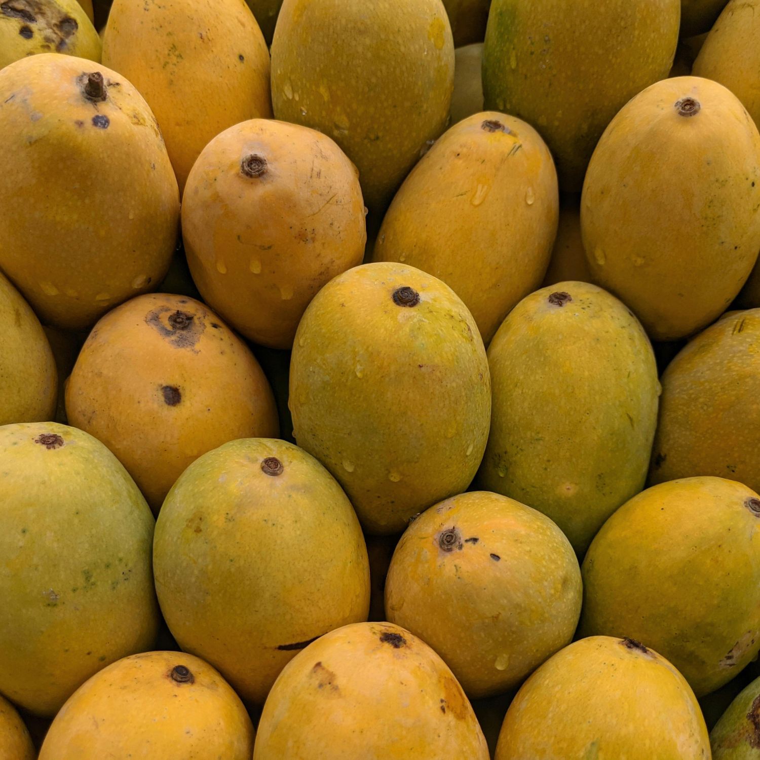 Mangoes