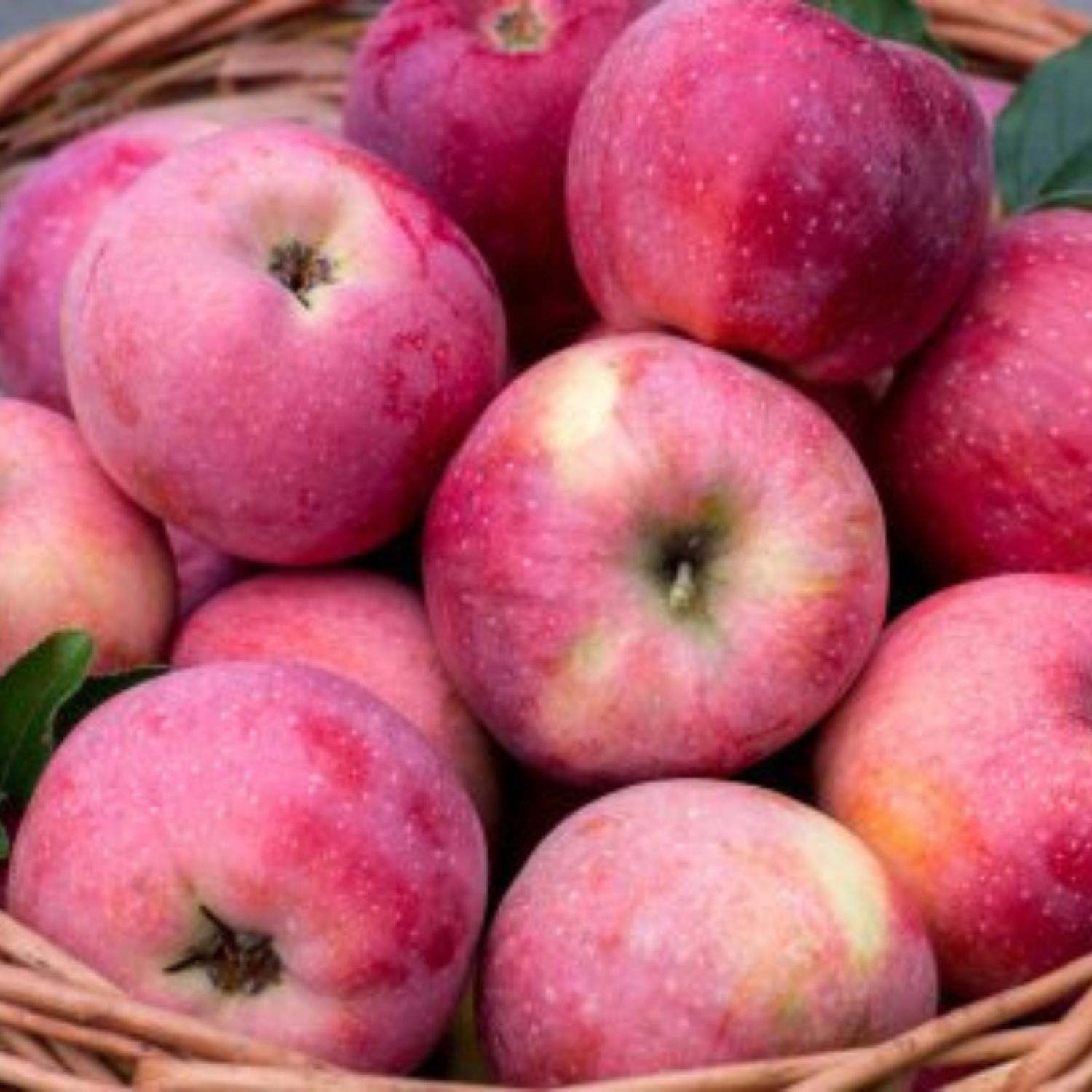 Pink Crispy Apples