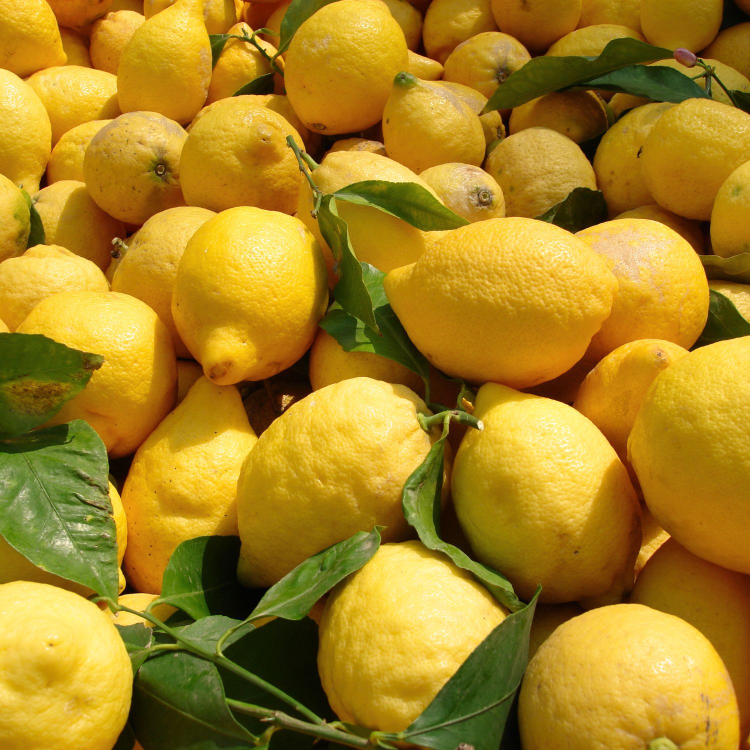 Yellow Lemons